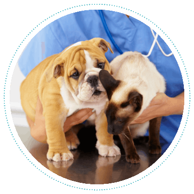 cat and dog on exam table